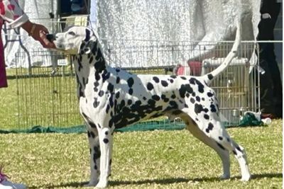 Diesel
