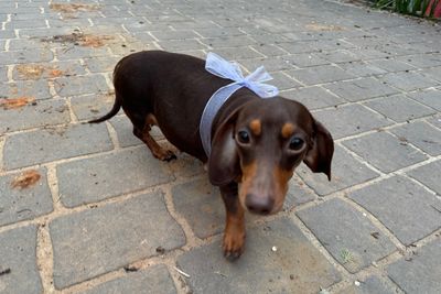 Bonnie