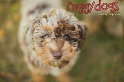 Raggy Dogs Loki - Chocolate Phantom Abstract Merle Miniature Poodle Stud Sydney, NSW