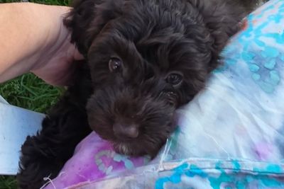 FREYA (purple collar)
