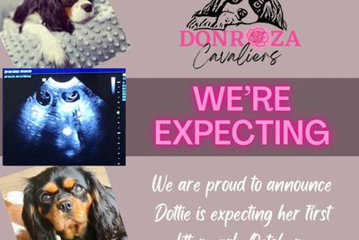 Dottie