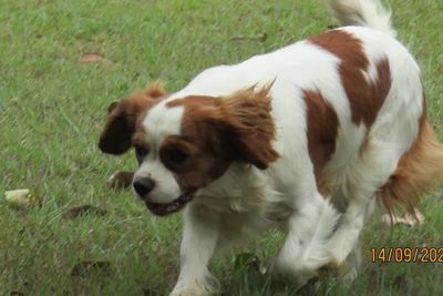 Asha