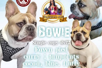 Bowie