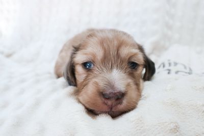 Ella