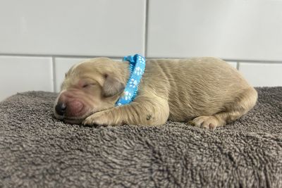 Light blue girl 
