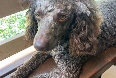 Dolly