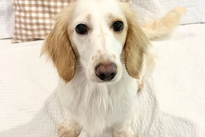 Holly
