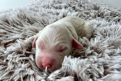 Archie