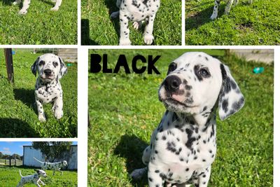 🖤 Mr. Black 🖤