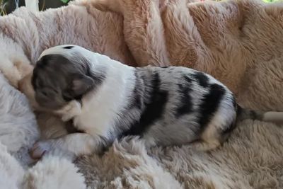 Loki • Lily1 • Blue Merle • $3000