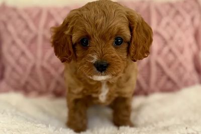 Daisy