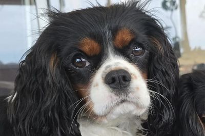 Roxy