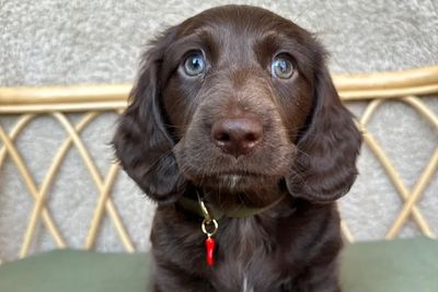 Junior- Brown Collar