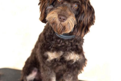 Coco