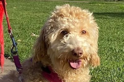 Poppy