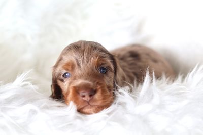 Moose