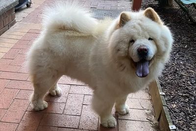 Boris