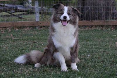 Sika
