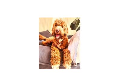 NBG Rufus