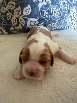 Boy puppy