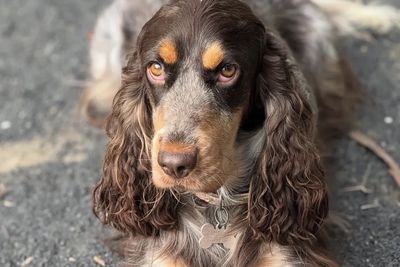 Evie