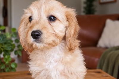 Flurry (Brown)