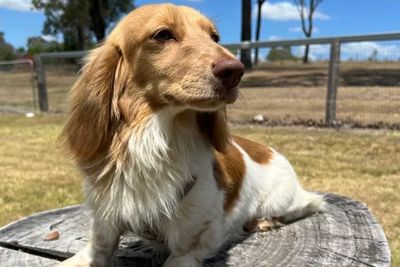 Rupert