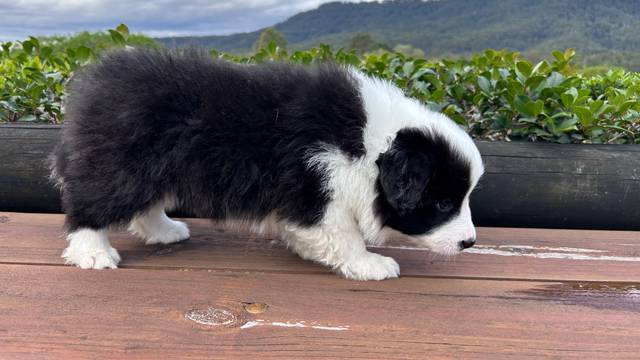 Boy puppy