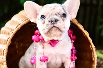 Snowflake - GUARDIAN HOME NEEDED 