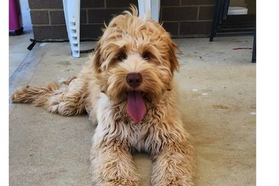 Arlo