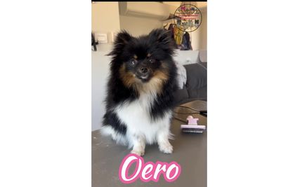 oreo