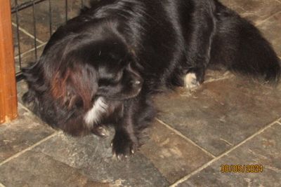 Tashi