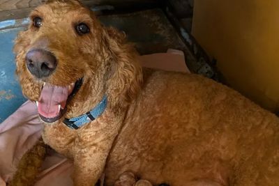 Nala - Irish Doodle