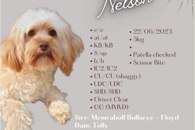 Memrabull Ever After (Nelson)