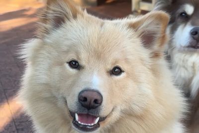 Azula - Co-owned, doesn’t live with us