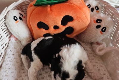 Spotty
