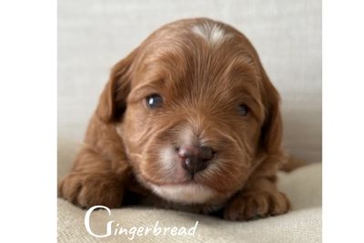 Gingerbread