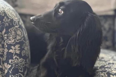 Gus 