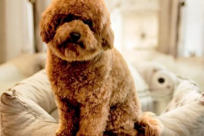 Louie