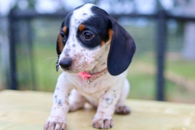 Daisey