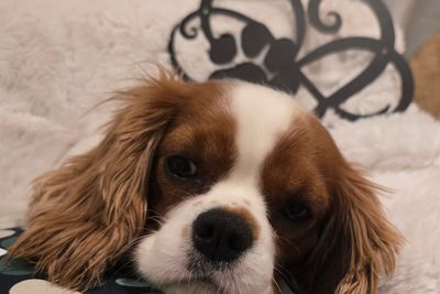 Dottie