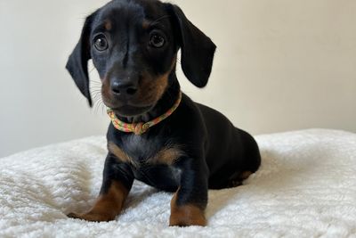 RAINBOW COLLAR 