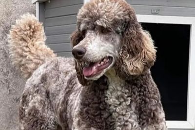Bernedoodle Manor Bentley