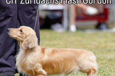 Flash