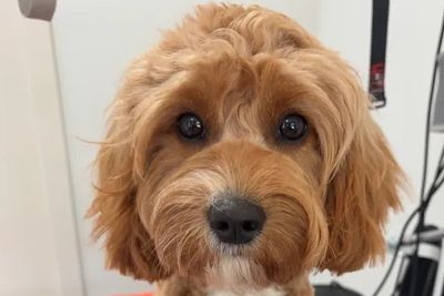 Finley