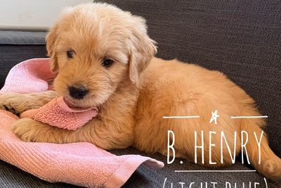 Henry - Boy (Collar Colour Beige) 