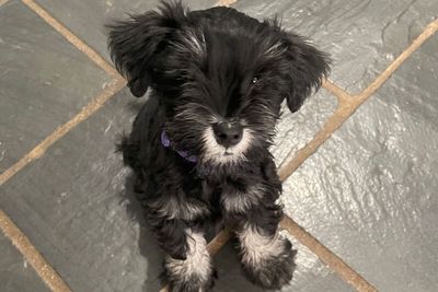 Girl 1 Purple Collar