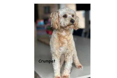 Crumpet