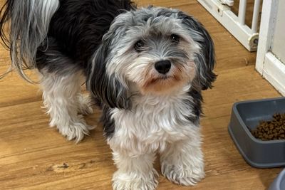 Zena