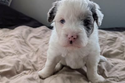 Isla-Blue merle parti